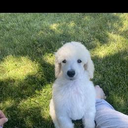Poodle All Grown Up from Purley Poodles