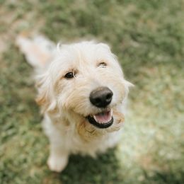 Puff - Goldendoodle