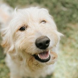 Puff - Goldendoodle