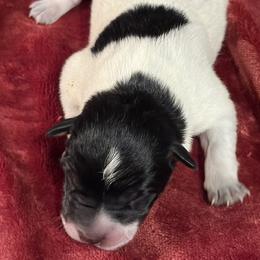 KF4 - Blue speckled female Australian Cattle Dog puppy in Libby, Montana from RnB Cattle Dogs LLC