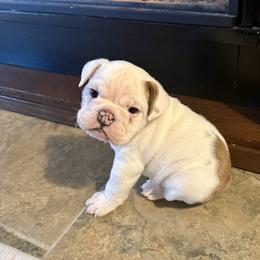 Lucy - Red and white female Bulldog puppy in Mountain Home, Idaho from Magic City Kennel