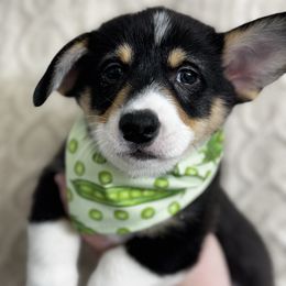 Veridian - Black and tan male Pembroke Welsh Corgi puppy in New Port Richey, Florida from Spots and Sploots