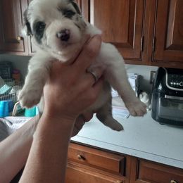 Australian Shepherd Puppies from Melick Kennels