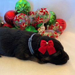 Icicle - Black and tan female German Shepherd puppy in Walla Walla, Washington from Silver Knight Shepherds