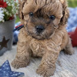 Humpfrey- blue - Brown male Shihpoo puppy in Gay, Georgia from That’s My Puppy
