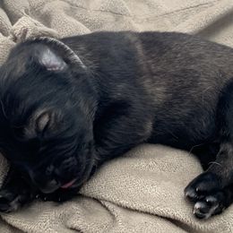 German Shepherd Puppies from Park Hill German Shepherds