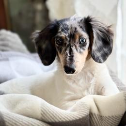 Piper - Dachshund