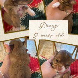 Penny - Chocolate sabled fawn female Chihuahua puppy in South Charleston, Ohio from Fine Whines & Lickers