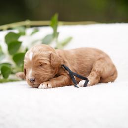 Black collar - Red  male Goldendoodle puppy in Spokane, Washington from Doodle Love