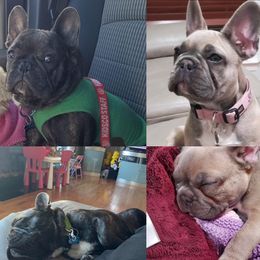 Romeo - French Bulldog