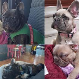 Romeo - French Bulldog