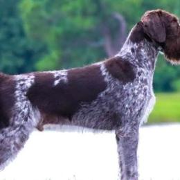 German Wirehaired Pointers from Show Me Kennels