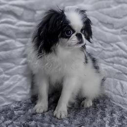 Q - Black tan and white male Japanese Chin puppy in Johnson City, Tennessee from Erin & Friends Japanese Chin