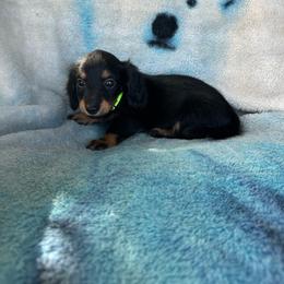 Huck - Black and tan male Dachshund puppy in Stilwell, Oklahoma from Ross Ranch Dachshunds