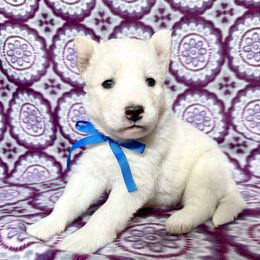 PupS1 ( Diesel ) - White Siberian Husky puppy in Lunenburg, Vermont from SNOW WOOLY HUSKY
