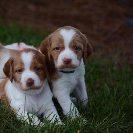 Brittany Puppies from Lakeview Brittanys