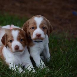 Brittany Puppies from Lakeview Brittanys