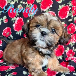 Randy - Red male Shih Tzu puppy in Hemet, California from Aloha Shih Tzu