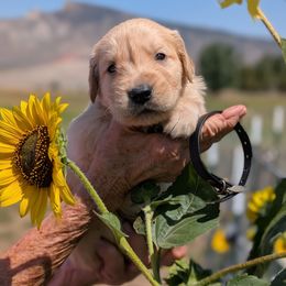 Mr. Angus - Golden male Golden Retriever puppy in Cody, Wyoming from Bliss Creek Goldens