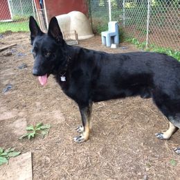 Theo - German Shepherd