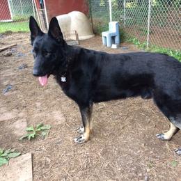 Theo - German Shepherd