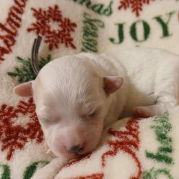 Symphony - White female Havapoo puppy in North Carolina from Faithful Hearts Kennel