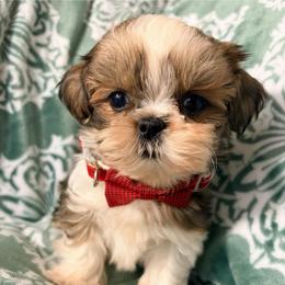 Danny - Red and white male Shih Tzu puppy in Hemet, California from Aloha Shih Tzu