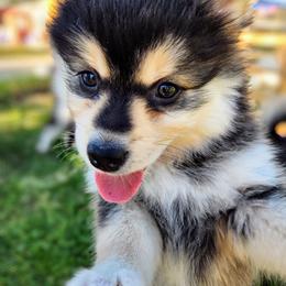 Pomsky Puppies from Nebula Ranch Pomskies