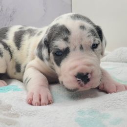 Nova - Harlequin female Great Dane puppy in Kannapolis, North Carolina from Carolina Great Danes & Toy Poodles