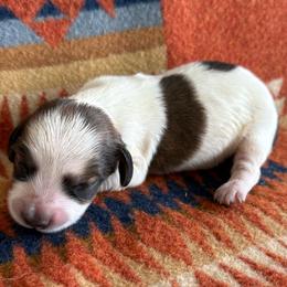 Boy 2 - Piebald male Dachshund puppy in Okeechobee, Florida from HotShot Kennels