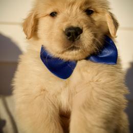 Klaus - Golden male Golden Retriever puppy in Mc Arthur, California from California Golden Love