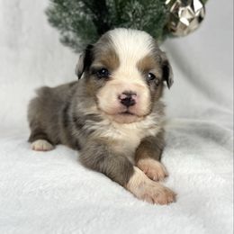 Brownie - Blue merle male Miniature Australian Shepherd puppy in Bedias, Texas from JSK Aussie and Cavaliers