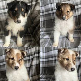 Collies from Maple Lane Collies