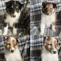 Collies from Maple Lane Collies