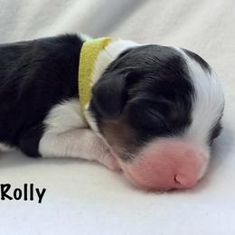 Rolly - Black and white male Bernedoodle puppy in Pottstown, Pennsylvania from Willow-Be Doodles