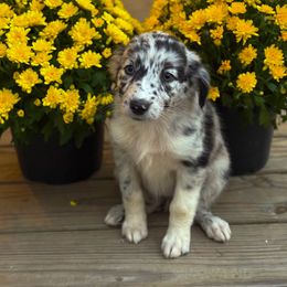 Australian Shepherd Puppies from Southern Tribute Farms