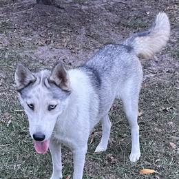 Baby - Siberian Husky