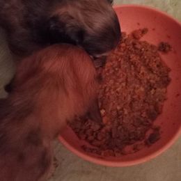 Dachshund Puppies from Em-Me's Royal 'n Loyal Dachshunds