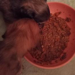 Dachshund Puppies from Em-Me's Royal 'n Loyal Dachshunds