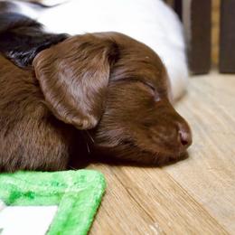 Boba - Chocolate female Dachshund puppy in North Reading, Massachusetts from The Well Tempered Dachshund