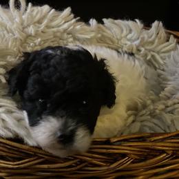 Akc Miss Coco-toy poodle small - Parti female Poodle puppy in Fort Worth, Texas from Ashley Ross Toy Poodles (AKC)