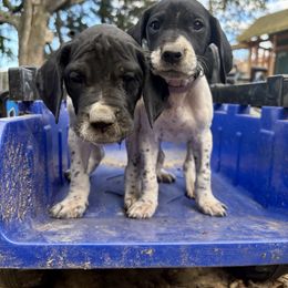 Chug - Black and white male German Shorthaired Pointer puppy in Vineland, New Jersey from East Coast Bird Dogs