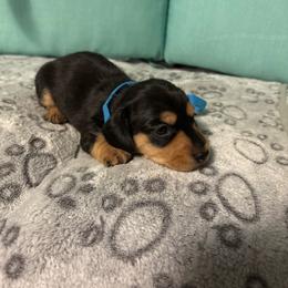Blue boy - Sable male Dachshund puppy in Live Oak, Florida from The Weenie Herd Mom