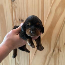 Morticia Addams - Black white and brown female Basset Hound puppy in Oronogo, Missouri from Dutton's Show Me Farms