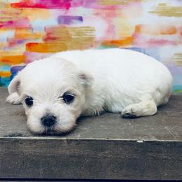 Snow - White female Maltese puppy in Monticello, Iowa from Ashley’s Puppies