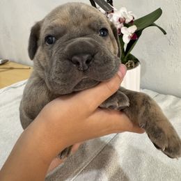 Girl 2 - Gray brindle female Cane Corso puppy in Highland, Illinois from C&I Elite Cane Corso