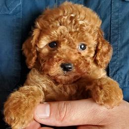 Ranger- Toy -Small Mini Poodle - Red  male Poodle puppy in Falcon, Missouri from Cedar House Heritage Poodles | AKC Toy & Miniature Poodle Puppies Raised in Home