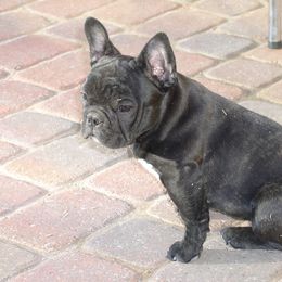 French Bulldog Puppies from Kennel Concharty