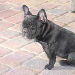 French Bulldog Puppies from Kennel Concharty