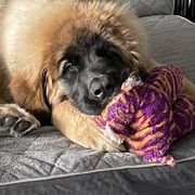 Leonberger Puppies from Sinnsro Leonbergers